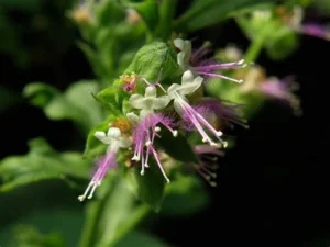 Flor de pachuli tienda online incienso tienda esencia producto india inciensoshop