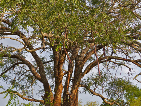 La canela proviene de la corteza del árbol de la canela de Ceilán.