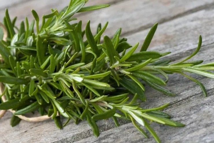 El romero es originario del sur de Europa y norte de África, se localiza sobretodo en la costa mediterránea y su nombre científico es “rosmarinus”, que significa rocío del mar.