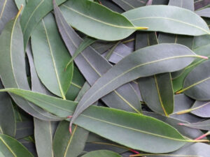 La palabra eucalipto proviene del griego "eu", que significa bien y "kalyptos" que significa cubierto, y se refiere a los brotes de sus flores.