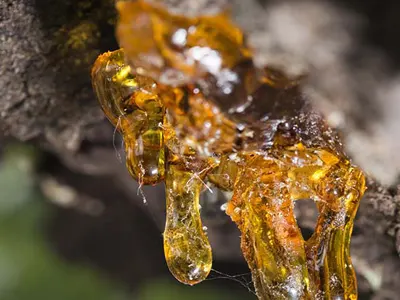 Resina de incienso natural