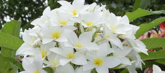 Imagen destacada con flores blancas de jazmín y frascos de aceite esencial o perfume, diseñada para ser una portada o banner que anuncia productos de jazmín en la tienda.