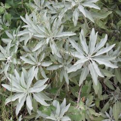 la salvia blanca planta medicinal muy utilizada en medicina