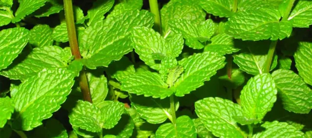 menta-portada.inciensoshop