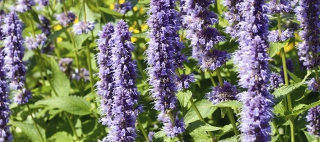 Vista de cerca de la flor cautivadora de la planta de Pachulí, utilizada para la elaboración de incienso y esencias naturales disponibles para comprar online.