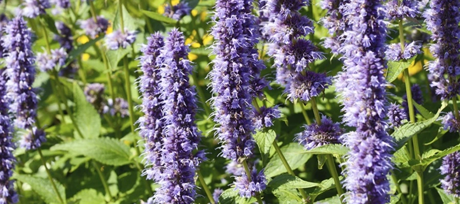 pachuli flor cautivadora comprar incienso esencia tienda online inciensoshop