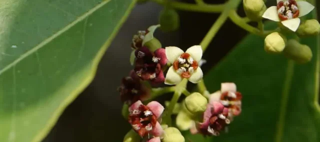 portada-sandalo.inciensoshop