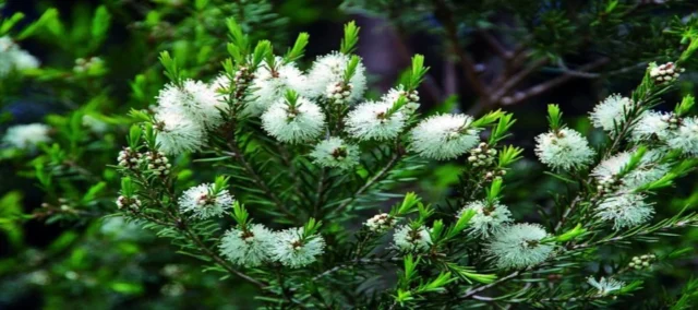 portada_arbol_del_te.inciensoshop