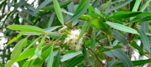 portada_eucalipto.inciensoshop