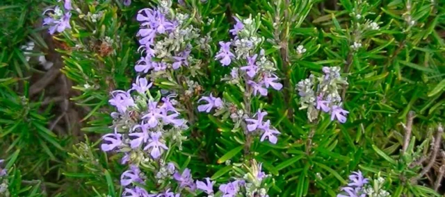 portada_romero.inciensoshop