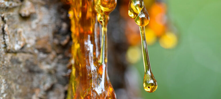 Resina obtenida de árboles
