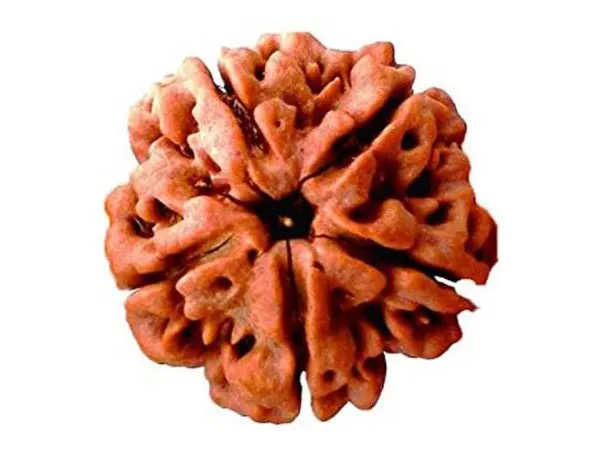 Propiedades medicinales de la Rudraksha