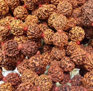 Semilla de Rudraksha natural