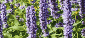 Lavanda aroma floral suave y calmante ideal para relajación profunda equilibrio emocional y meditación serena