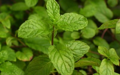 Hoja de menta