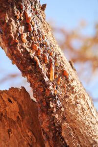 Árbol de mirra Commiphora Myrrha