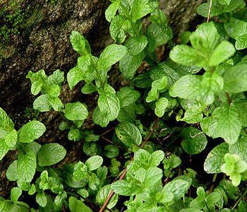 Planta de menta