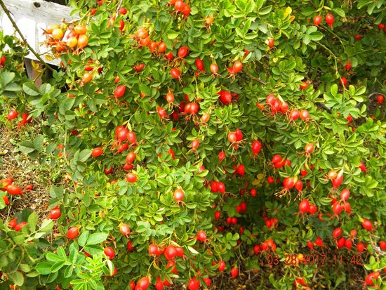 Planta de Rosa Mosqueta