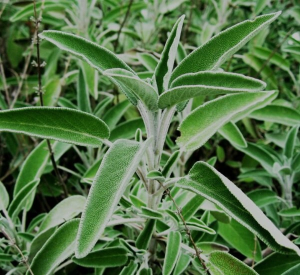 Purificación con salvia blanca